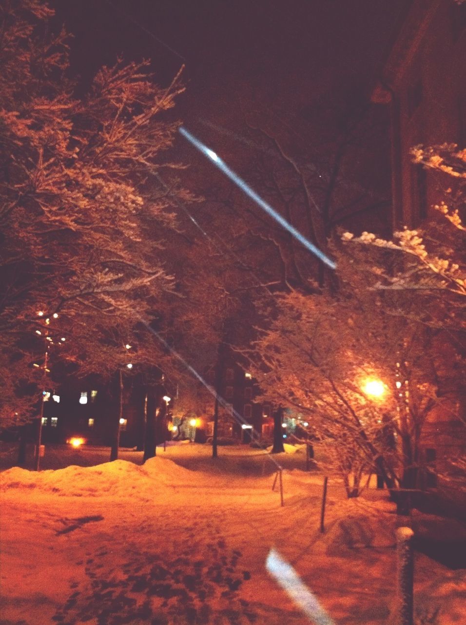 illuminated, night, street light, tree, lighting equipment, building exterior, street, architecture, built structure, the way forward, road, season, city, winter, snow, bare tree, outdoors, light - natural phenomenon, transportation, footpath