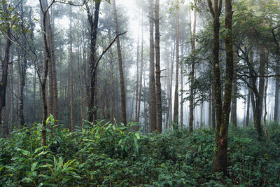 Pine trees in forest