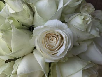 Close-up of white roses