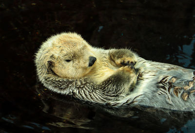 Close-up of birds in water