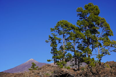 Low angle view of trees against clear blue sky