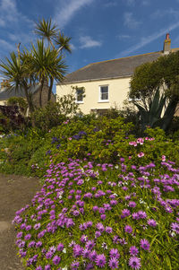 Purple flowering plants by building against sky