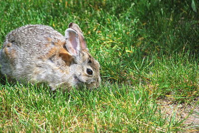 Close-up of an animal on grass