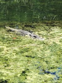 View of a reptile in the water