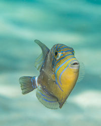 Close-up of fish swimming in sea