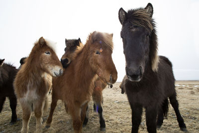 Curious icelandic horses looking into the camera