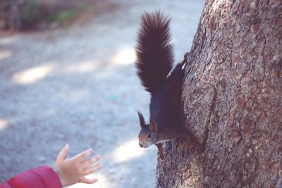 Close-up of squirrel on tree trunk