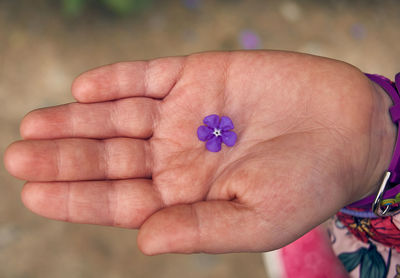 Close-up of hand holding purple flower