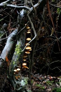 Close-up of mushroom growing on tree in forest