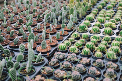 Full frame shot of potted plants