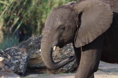 African elephant close-up