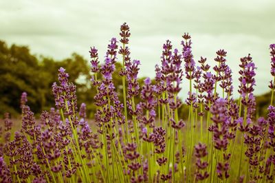 Purple flowers blooming in field