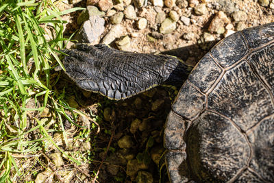 High angle view of turtle on grass