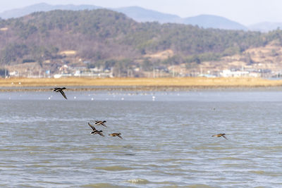 View of birds flying over sea