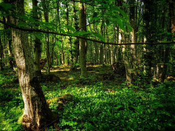 View of trees in forest
