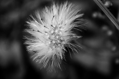 Close-up of dandelion flower