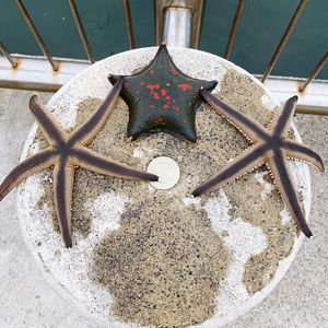 High angle view of starfish on wall