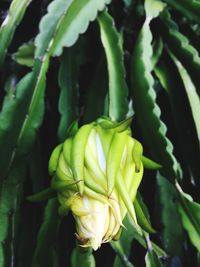Close-up of flower plant