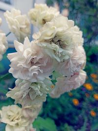 Close-up of white flowering plant