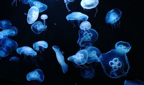 Glow in the dark jellyfishes