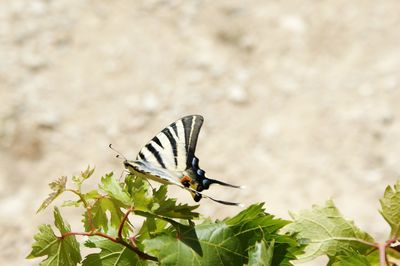 Close-up of butterfly on leaf