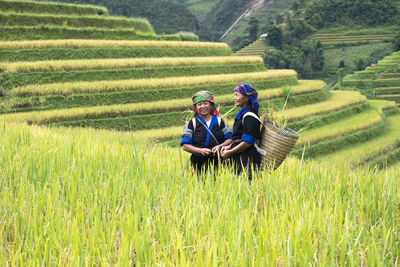 H'mong women during the rice harvest season