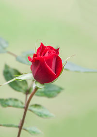 Close-up of red rose blooming outdoors