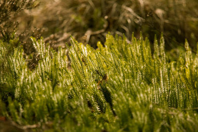 A beautiful green clubmoss close up