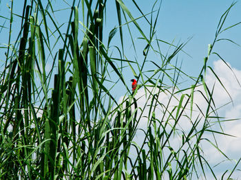 Plants growing on field against sky