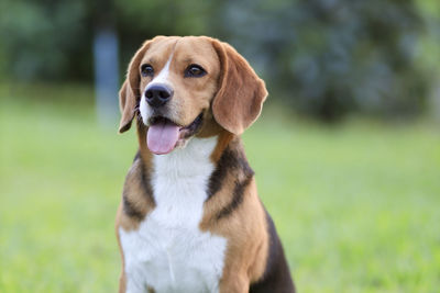 Close-up portrait of a dog looking away