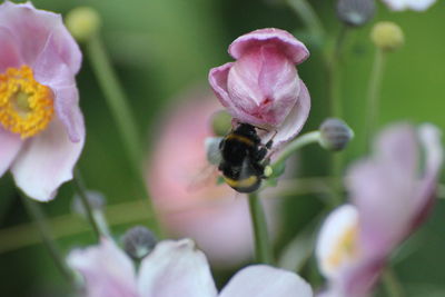 Close-up of bee pollinating on purple flower