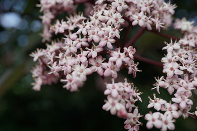 Close-up of fresh pink flowers blooming in tree