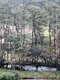 View of trees in forest