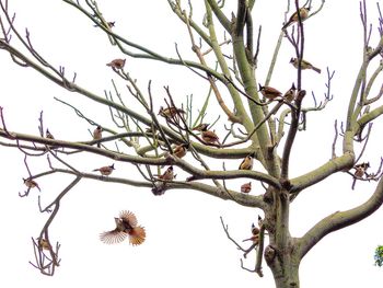 Low angle view of bare tree