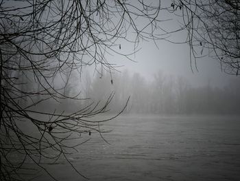 Silhouette of bare tree during winter