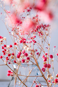 Gypsophila or baby's breath flowers beautiful pink flower blooming with soft light. selective focus.