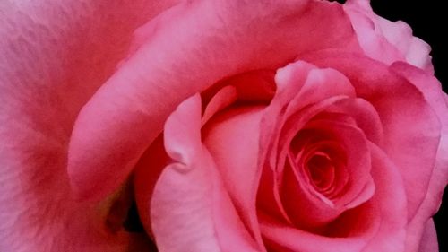 Close-up of pink rose