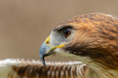 Close-up of hawk