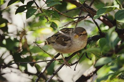 Close-up of bird perching on tree
