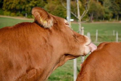 Close-up of a horse on field