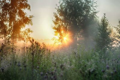 Sunlight streaming through trees in forest during sunset