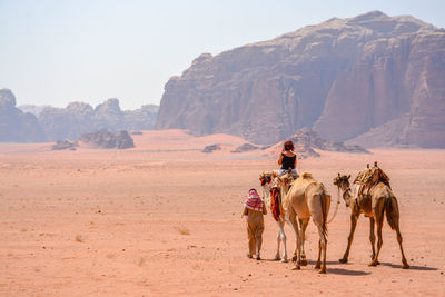 Horse riding horses in desert