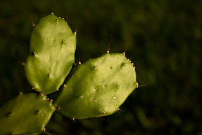 Close-up of prickly pear cactus