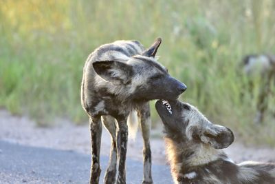 View of two dogs on land