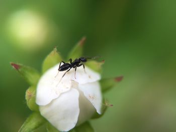 Close-up of insect on flower