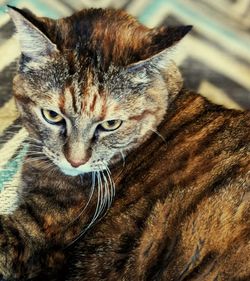 Close-up portrait of a cat