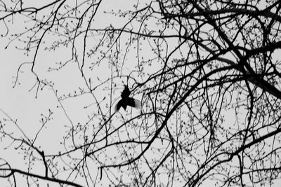 Low angle view of bird perching on branch