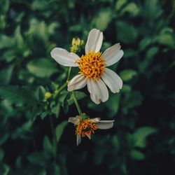Close-up of white flower