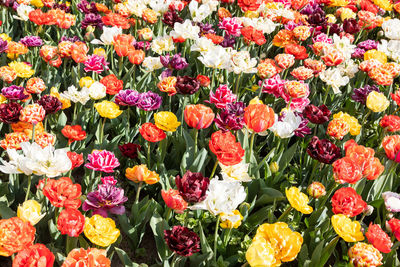 Full frame shot of red tulips