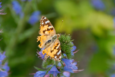 Close-up of butterfly pollinating on purple flower